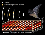 Spatio-Temporal Ultrasonic Dataset: Learning Driving from Spatial and Temporal Ultrasonic Cues